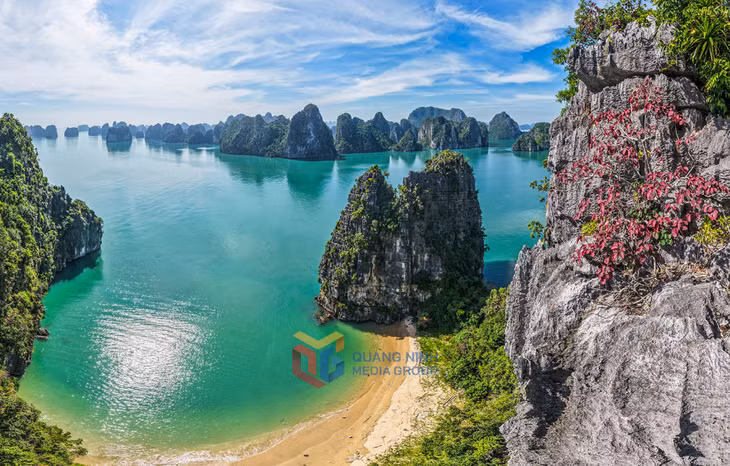 Cây Sộp bám rễ trên vách đá vôi, kiên cường trước gió mưa biển cả.