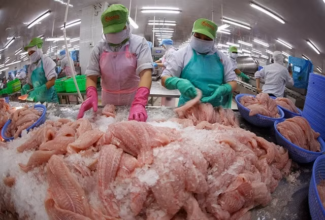 Workers sort frozen pangasius fillets for export at a factory in the southern province of Đồng Tháp. Việt Nam’s GDP growth in 2025 is forecast at around 8 per cent.