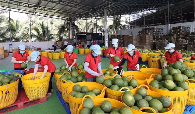 Green pomelos packed for exports. — VNA/VNS Photo Vũ Sinh