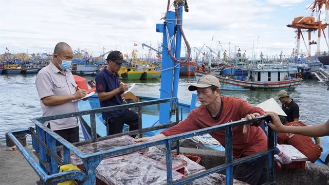 Monitoring of landed seafood at Quy Nhơn Fishing Port. VNA/VNS Photo Đình Quân