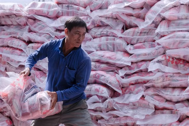 A worker loads rice packs for exports. After earning $430.2 billion in exports in the first 11 months of this year, Việt Nam is posed to reach a record total export value of more than $470 billion, up 16 per cent over 2024. — VNA/VNS Photo Văn Sĩ