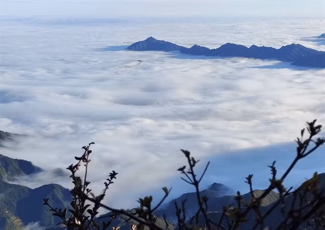 Located at an altitude of 2,756m above sea level, Sa Mu is an ideal cloud hunting spot as well as a diverse and rich forest ecosystem. — Photo laodong.vn