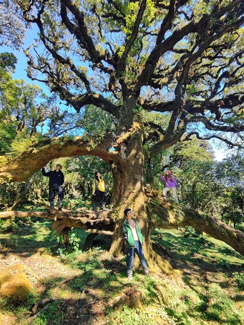 An ancient moss-covered tree in the forest. — Photo laodong.vn