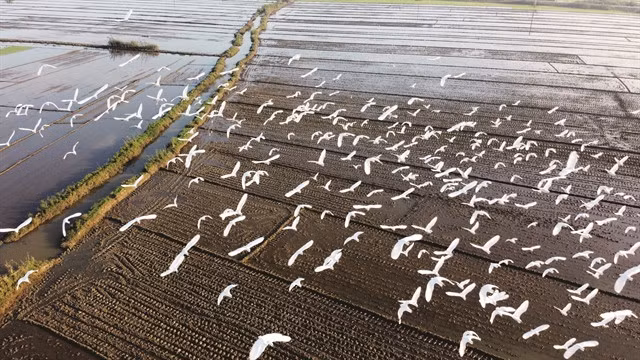 FLOCK TOGETHER: In some locations, better living conditions have attracted more birds to make homes. VNA/VNS Photo Hồ Cầu