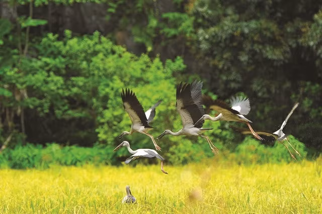 IN FLIGHT: Cò ốc, or Asian Openbills, listed as Endangered in Việt Nam's Red Book, have found a home at the Bird Valley at Thung Nham in Ninh Bình Province.