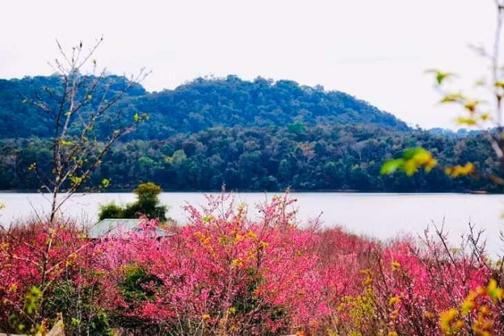Charming view of Pa Khoang flower island in the blooming seaon of cherry blossom