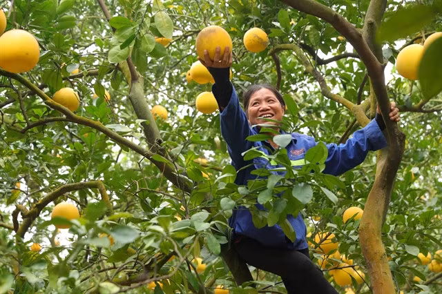 The ripe fruits should be harvested in the cool of the morning when the temperature is lower.