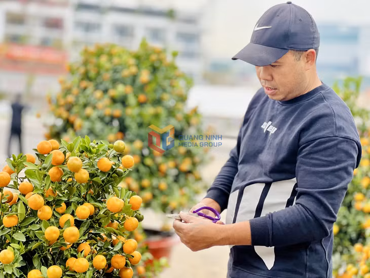 hoa xuân