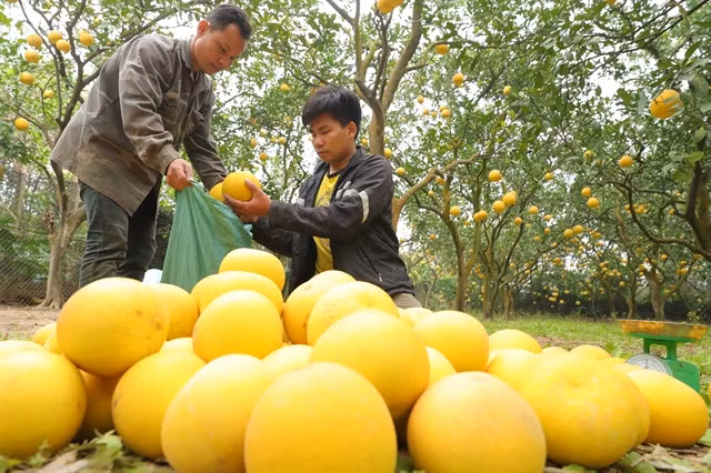 The price of pomelo fruit at the orchard ranges from VNĐ30,000-80,000 per fruit, depending on the size and quality.