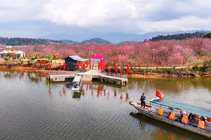 Cherry blossoms in full bloom at Pa Khoang flower island in Dien Bien ảnh 1