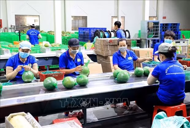 Exports of fruits, vegetables expected to grow by 15-20% in 2024 hinh anh 1