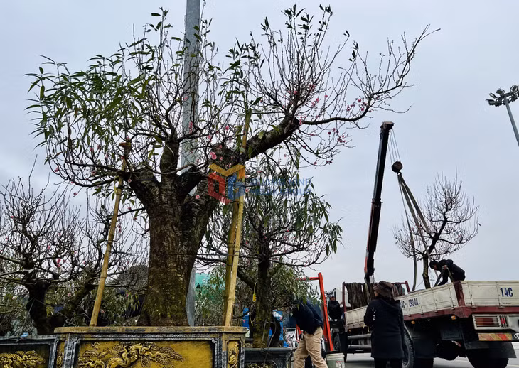 2024 Spring Flower Fair scheduled for January 31 ảnh 3 hoa xuân