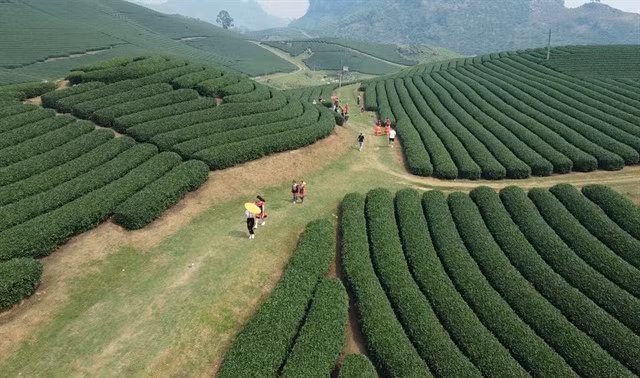 Tea hills are a major draw for tourists at the Mộc Châu national tourism site. VNA/VNS Photo