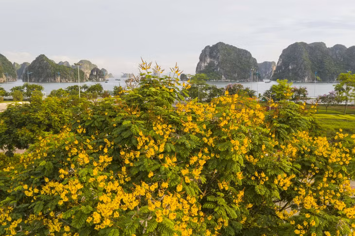 Ha Long Flower Park is beautified with Lim Xet flowers and other impressive ones.