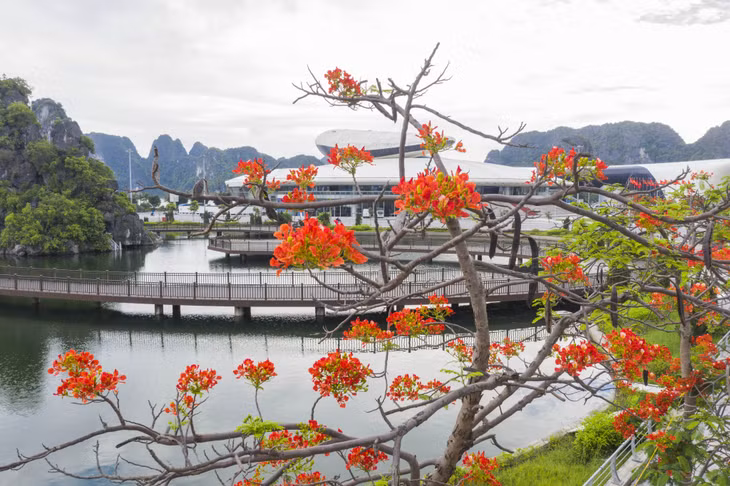 Phuong Vi flowers bloom fiercely with fiery blossoms, signalling the beginning of summer.