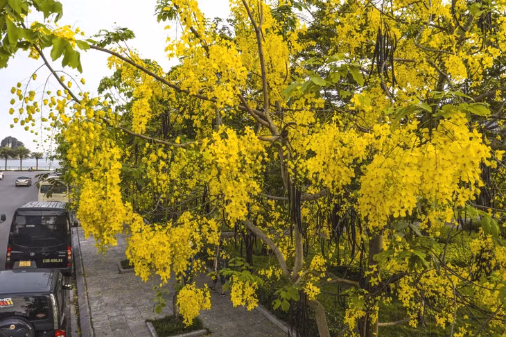 The bright colour of Muong Hoang Yen lightens up the Lan Be area.