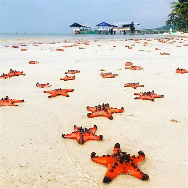 Starfish seen at Bãi Sao. Photo kiengiangtravel.vn