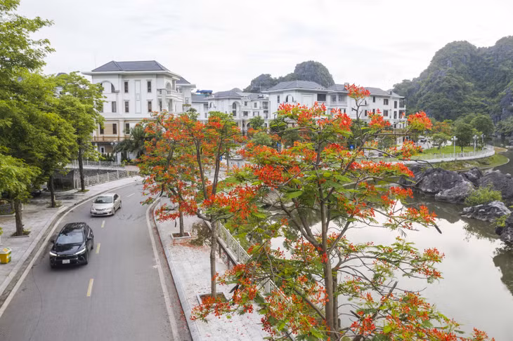 Summer flowers brighten up Ha Long city ảnh 1 Summer flowers brighten up Ha Long city ảnh 1