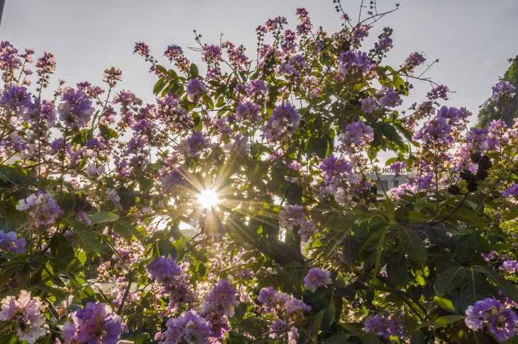 The purple flowers flaunt their exquisite beauty, evoking the emotions and memories of people.