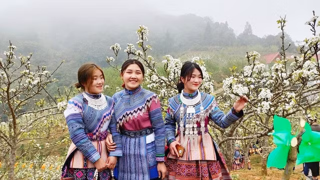 White pearl flowers in full blossom in Si Ma Cai district, Lao Cai province (Photo: baodantoc.vn)
