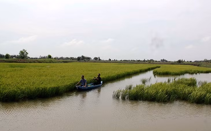 The model of rice farming combined with shrimp farming in Thanh Phu District (Ben Tre) brings high efficiency.