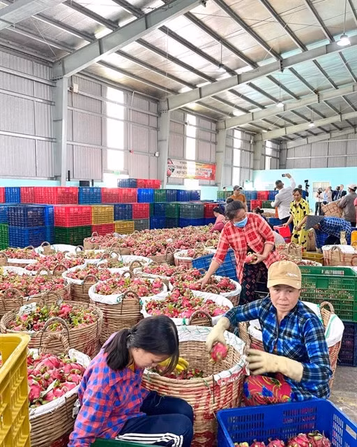 The annual Mekong Delta Economic Report 2022 concludes agriculture as the biggest bright spot in the Mekong Delta. — Photo courtesy of VCCI Cần Thơ