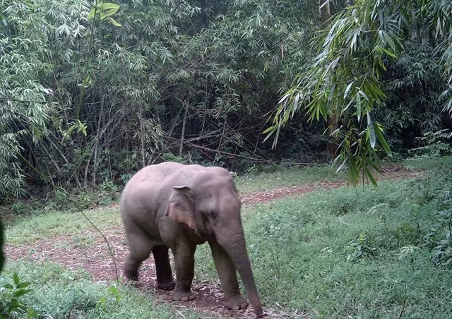 Wild elephant in Đồng Nai Province. — Photo VNFOREST