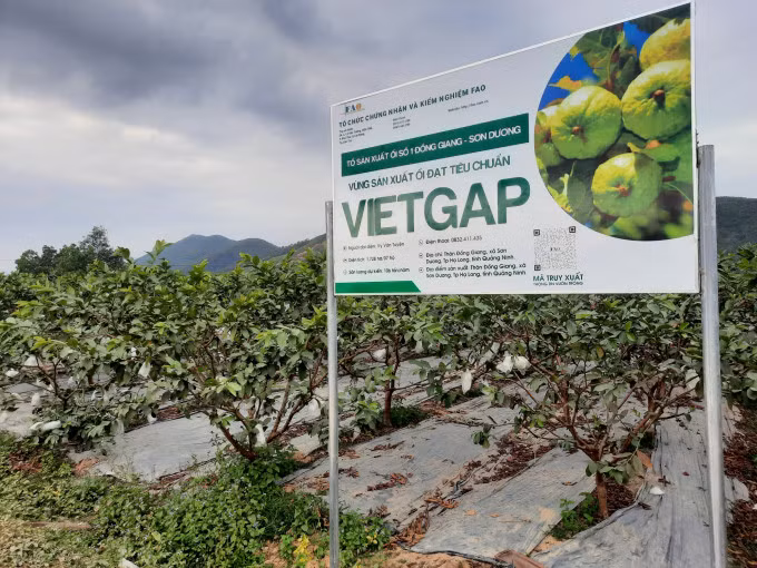 Hoanh Bo guava OCOP products are granted a traceability code to assure consumers' selection. Photo: Nguyen Thanh.