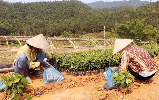 Quang Ninh: Businesses help farmers to plant timber tree forests hinh anh 1