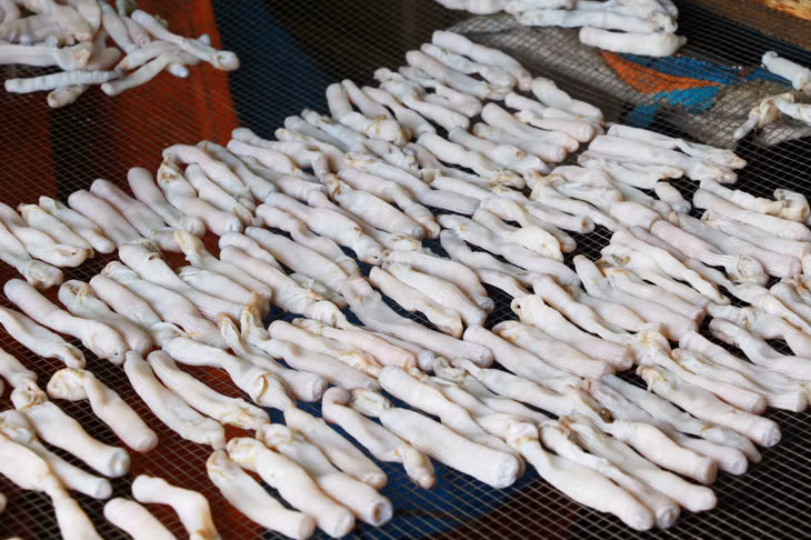 This “upstream” seafood comprises a variety of nutritional values such as amino acids, glycine, alanine, glutamine, succinic and many taurine and minerals. 