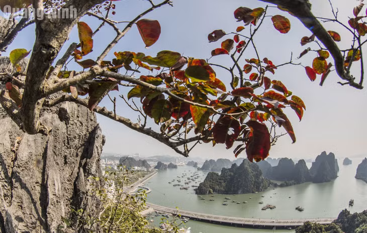 The exquisite scenery of Ha Long’s red-leaf season ảnh 10 The exquisite scenery of Ha Long’s red-leaf season ảnh 10