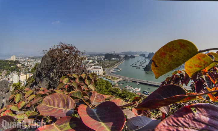 The exquisite scenery of Ha Long’s red-leaf season ảnh 8 The exquisite scenery of Ha Long’s red-leaf season ảnh 8