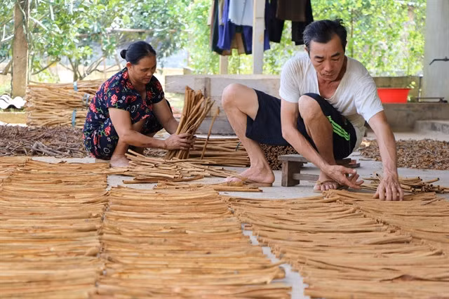 Local farmers arrange cinnamon after drying. — VNA/VNS Photo