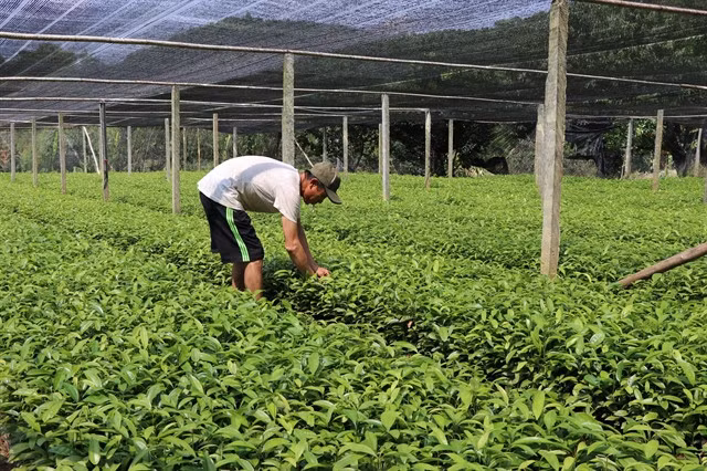 A farmer working his cinnamon farm. VNA/VNS Photo