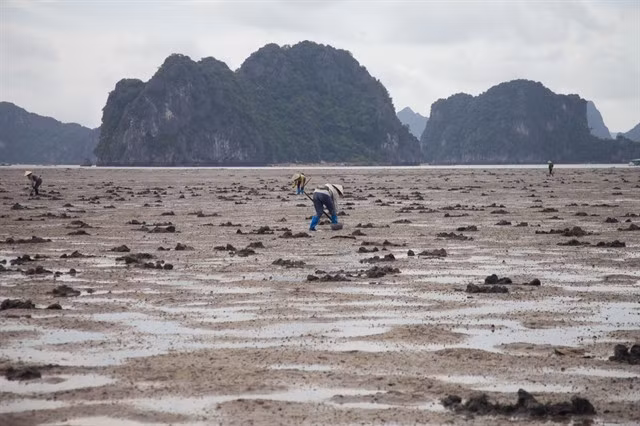 DIGGING FOR WORMS: Women of Đông Xá Village in Vân Đồn District of Quảng Ninh Province work hard to find the sand treasure.Photo phunuvietnam.vn