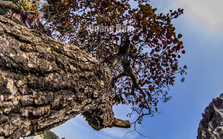 An old Triadica sebifera tree