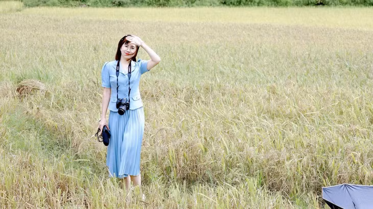 Early ripening rice season in Mong Cai city ảnh 1 Early ripening rice season in Mong Cai city ảnh 1