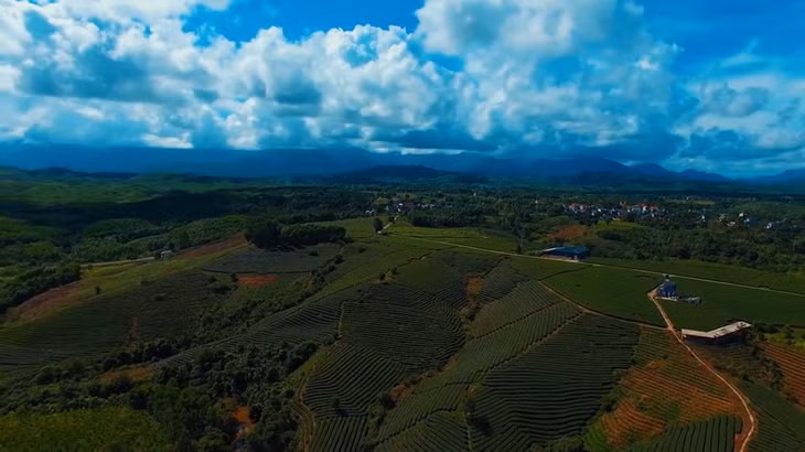 Quang Long’ green tea fields overview