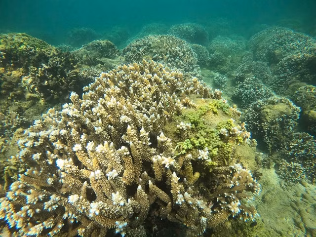 A coral reef in Nha Trang Bay is sprouting new life. — VNA/VNS Photo