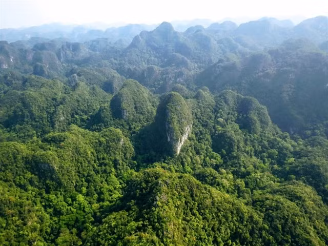 The National Forestry Plan for the Period 2021 – 2030, with a Vision to 2050 sets a target of forest coverage rate of 42-43 per cent. Photo kinhtemoitruong.vn