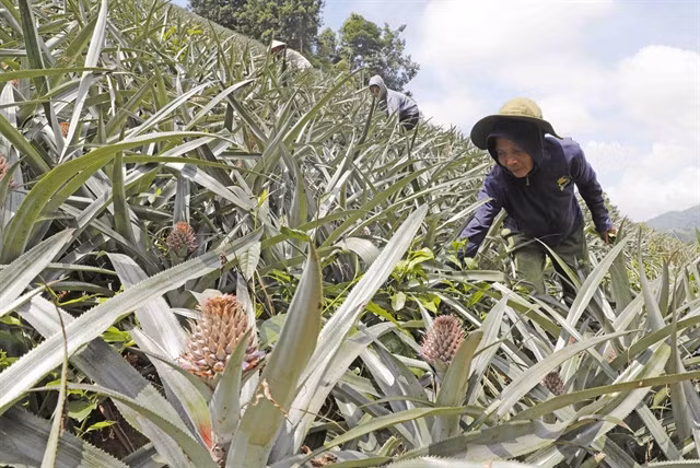 A farmer in Lào Cai Province borrows money from bank to plant pineapples. Credit has quickened recently to reach 8.53 per cent as of September 21, making the credit growth target of 15 per cent achievable. — VNA/VNS Photo Trần Việt