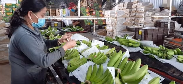 Bananas being packed for export at MTV Kizuna Co in Ba Ria-Vung Tau province. (Photo: VNA)