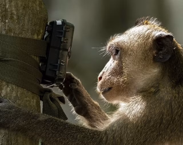 A monkey looks at a camera in the jungle. Many conservation projects have been built to protect endangered wildlife species in central Việt Nam. — Photo courtesy of Bùi Văn Tuấn.