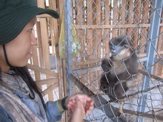 Primate conservation boosts biodiversity in central Việt Nam ảnh 2