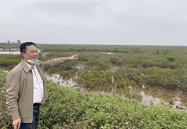 The Director of the Protective Forest Management Board of Đầm Hà District, Phạm Văn Thuật, stands next to a mangrove forest.
