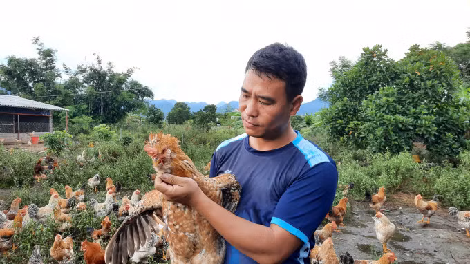 In Dam Ha district (Quang Ninh province), indigenous chickens raising models are applying techniques to protect environment. Photo: Nguyen Thanh.