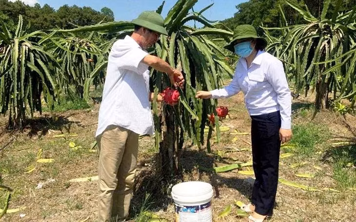 Agricultural officers monitor the quality of dragon fruit growing areas before issuing export codes.