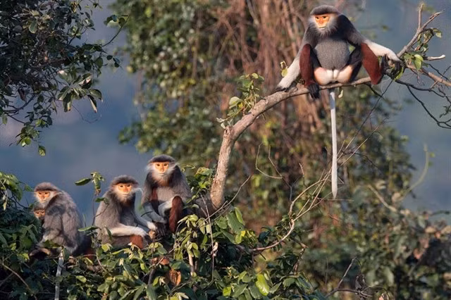 A family of red-shanked douc langurs (Pygathrix nemaeus) seen at Sơn Trà Nature Reserve in Đà Nẵng. Primate conservation in central Việt Nam helps conserve the rich biodiversity for research. — Photo courtesy of GreenViet