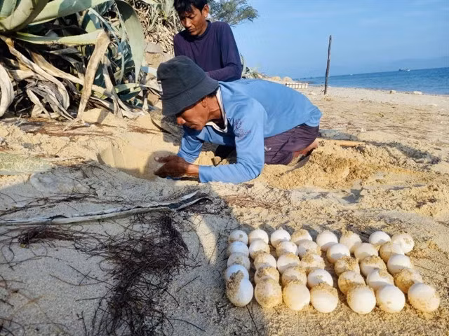 A sea turtle conservation volunteer collects eggs at Tràng Dão beach on Friday morning.— Photo courtesy of the Hòn Cau Marine Protected Area