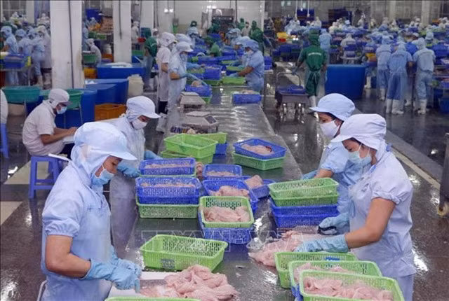 Workers at a pangasius processing plant for export in Cần Thơ City. — VNA/VNS Photo